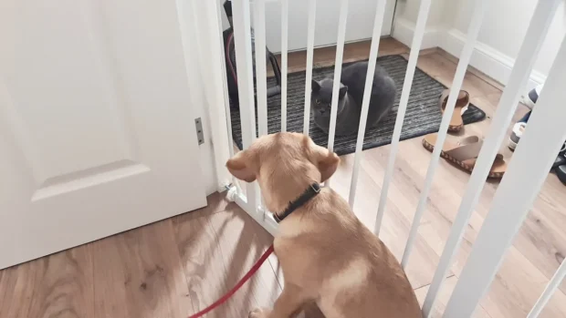 Dog Gates for Open Spaces