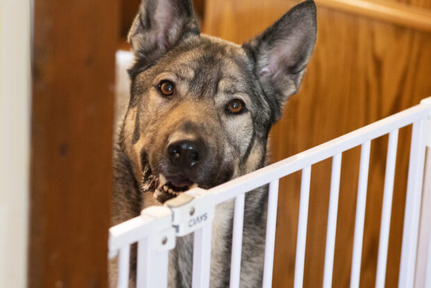 Why You Need a Dog Gate